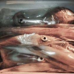 幸風（さちかぜ） 釣果