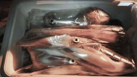 幸風（さちかぜ） 釣果