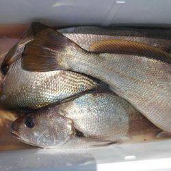 遊漁船 新鋭丸 釣果