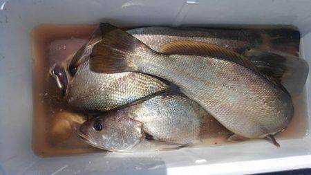 遊漁船 新鋭丸 釣果