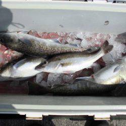 大進丸（新潟） 釣果