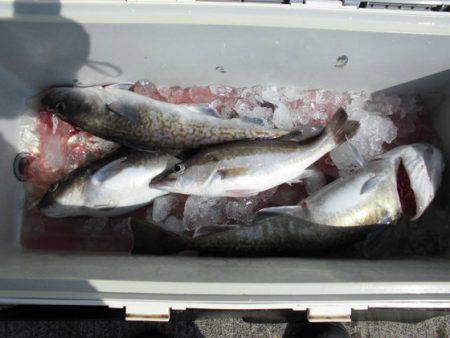 大進丸（新潟） 釣果