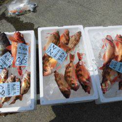 大進丸(新潟) 釣果