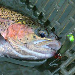 小菅トラウトガーデン 釣果