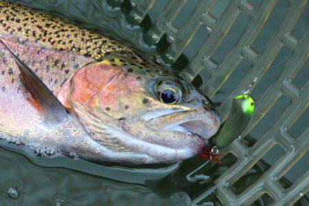 小菅トラウトガーデン 釣果