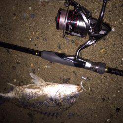 キビレ調査 NO,32