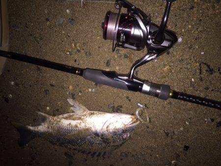 キビレ調査 NO,32