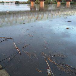 手長エビ ハゼ ニゴイ
