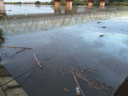 手長エビ ハゼ ニゴイ