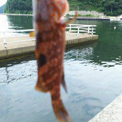 アコウどころではない