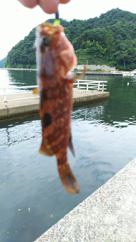 アコウどころではない