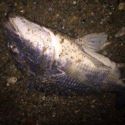 キビレ調査　ＮＯ，３９