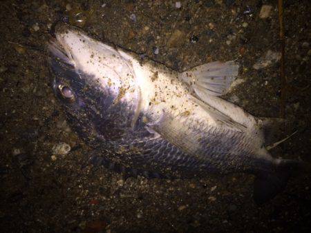 キビレ調査　ＮＯ，３９