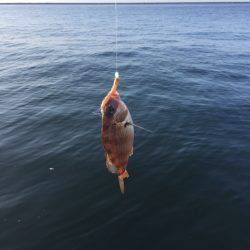 タコ・豆アジ・チャリコ