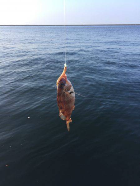 タコ・豆アジ・チャリコ