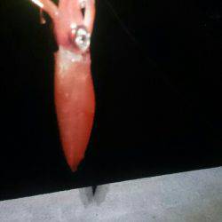 大きくなるのかな？