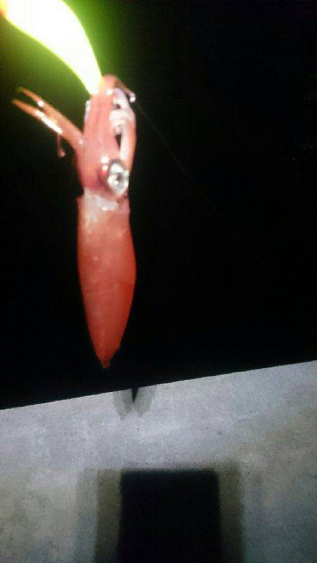 大きくなるのかな？