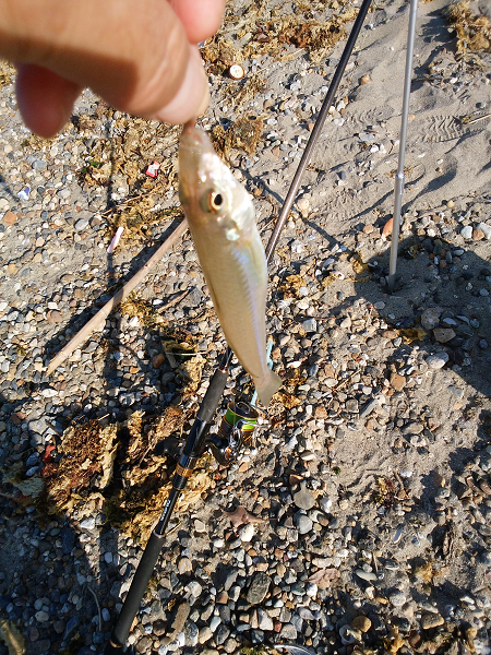 チョイ投げのキス釣り