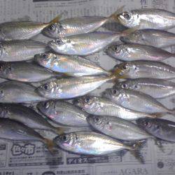 豆アジを捜しサビキ釣り