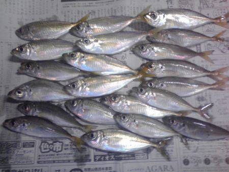 豆アジを捜しサビキ釣り