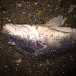 キビレ調査　ＮＯ，３９