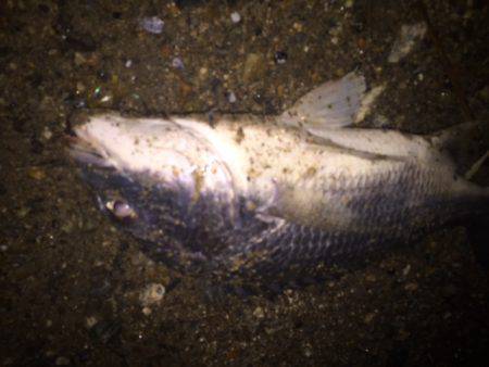 キビレ調査　ＮＯ，３９