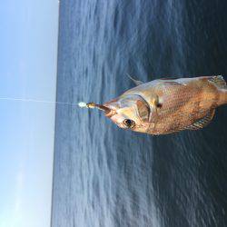 タコ・豆アジ・チャリコ