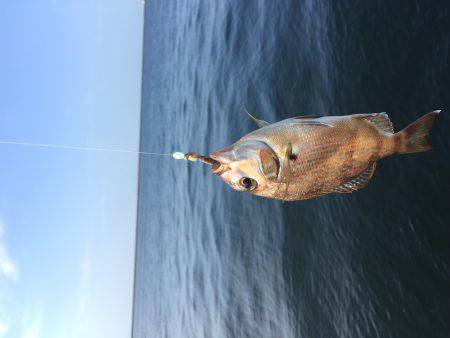 タコ・豆アジ・チャリコ