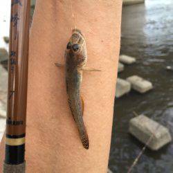 手長エビ ハゼ ニゴイ