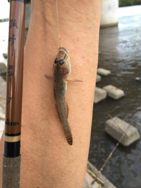 手長エビ ハゼ ニゴイ