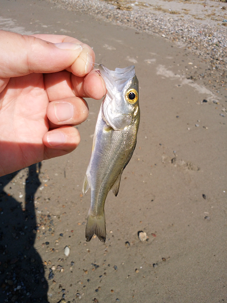 チョイ投げのキス釣り