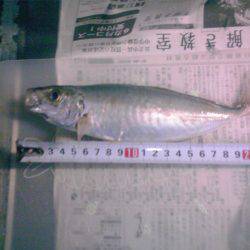 新宮港は小サバばかり