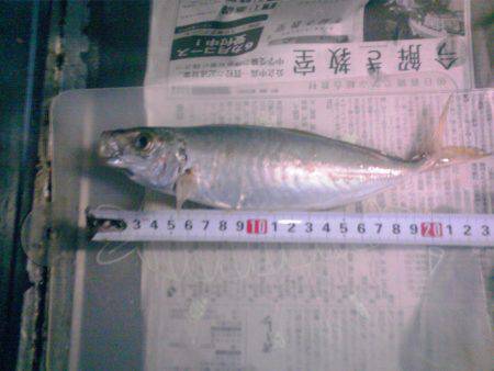 新宮港は小サバばかり