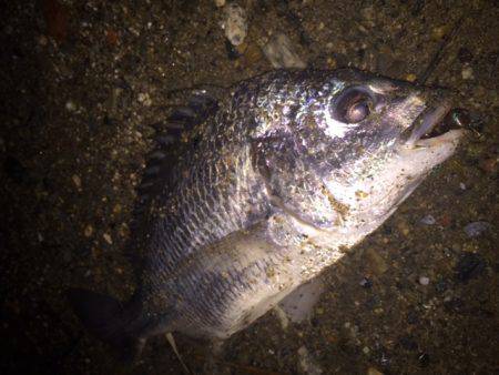 キビレ調査　ＮＯ，３９