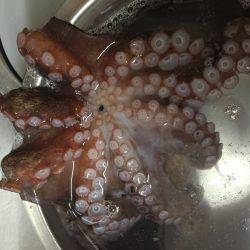 タコ・豆アジ・チャリコ