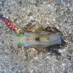 大蔵海岸にエギング釣行