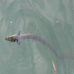 小浜新港、豆アジ、サヨリ、ボラ、ほか