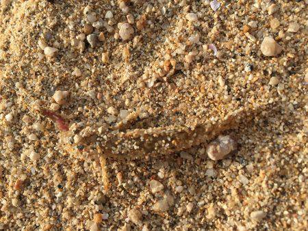 のんびり五目釣り