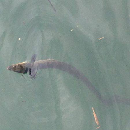 小浜新港、豆アジ、サヨリ、ボラ、ほか