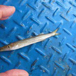 オリジナルメーカー海づり公園(市原市海づり施設) 釣果