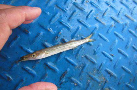 オリジナルメーカー海づり公園(市原市海づり施設) 釣果