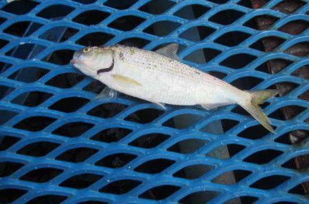 オリジナルメーカー海づり公園(市原市海づり施設) 釣果