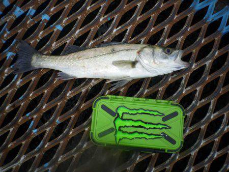 オリジナルメーカー海づり公園(市原市海づり施設) 釣果