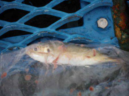 オリジナルメーカー海づり公園(市原市海づり施設) 釣果