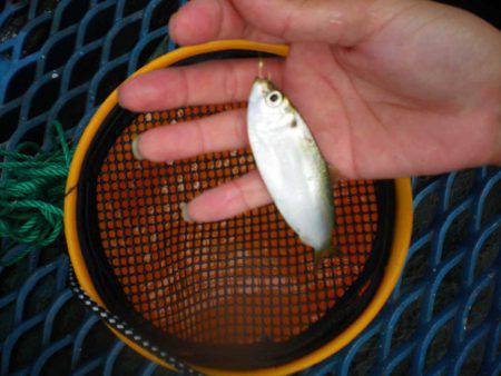 オリジナルメーカー海づり公園(市原市海づり施設) 釣果