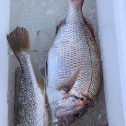 遊漁船高橋 釣果