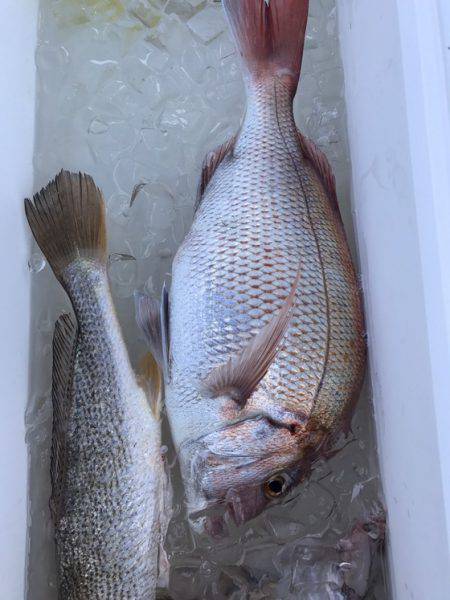 遊漁船高橋 釣果