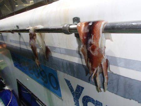 第二むつ漁丸 釣果