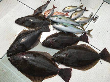 ふじしめ丸 釣果