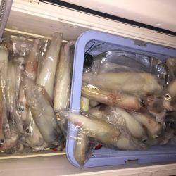 幸風（さちかぜ） 釣果